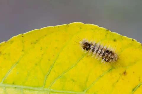Close up Worm, caterpillars Stock Photos