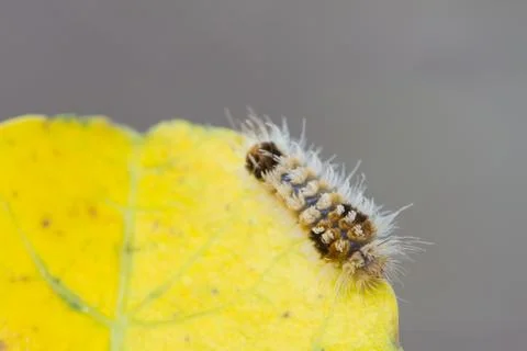 Close up Worm, caterpillars 스톡 사진