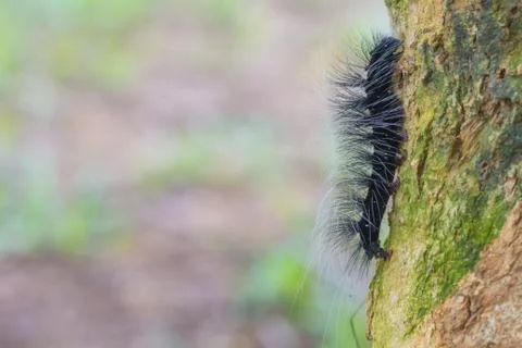 Close up Worm, caterpillars Stock Photos