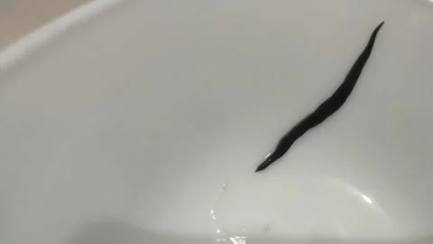 Close-up of worm crawling on white surface Video stock 329774383