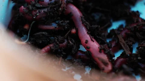 Close-up of the worm Stock Footage 207731630