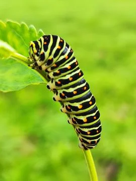 Close-Up of  Worm on Leaf Stock Photos