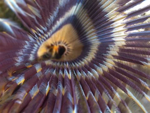 Close-up of a worm with radial pattern in purple and yellow, tube worm Stock Photos
