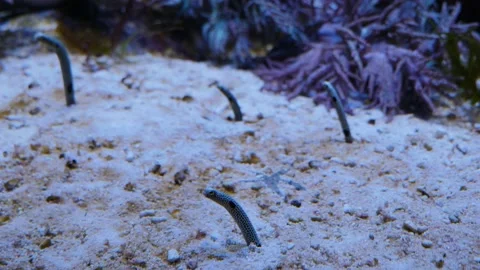 Close up of wormfish Stock Footage 135350801