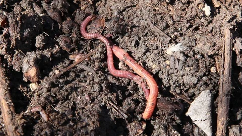 Close-up of worms moving over dirt Stock Footage 103310480