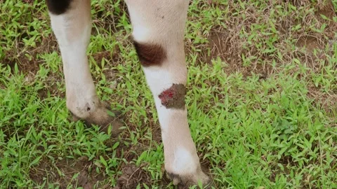 A close-up of a wound on a cow's leg. Stock Footage 325416496