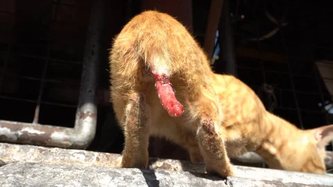 Close up wounded tail of yellow cat. Stock Footage 128566590