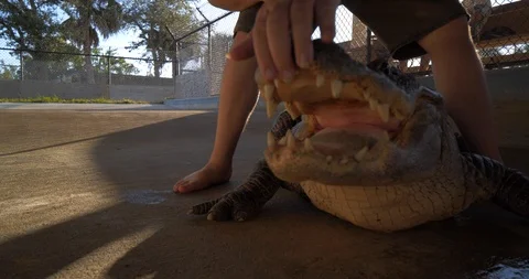 Close Up, Wrangling an Alligator, Slow Motion Видео 105375040