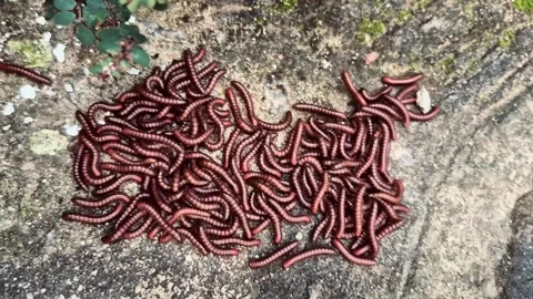 Close-Up of Wriggling Worms in Motion Stock Footage 316456406