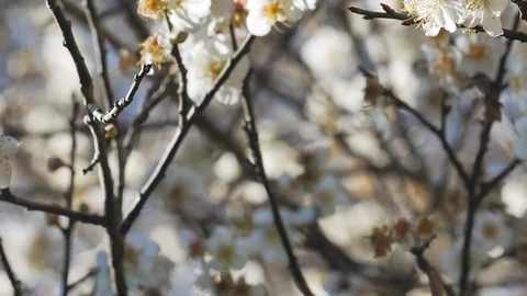 Close up of Write Plum flower blooming in spring Stock Footage 122238323