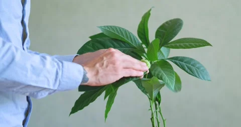 Close up of wtering  house plants Stock Footage 155105843