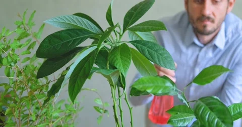 Close up of wtering  house plants Stock Footage 155105867