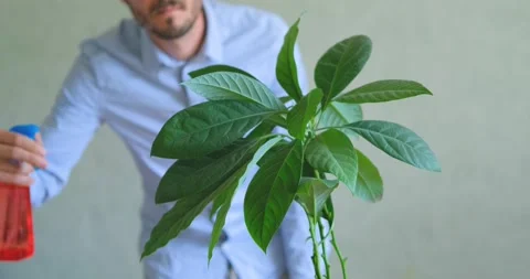 Close up of wtering  house plants Stock Footage 155105870