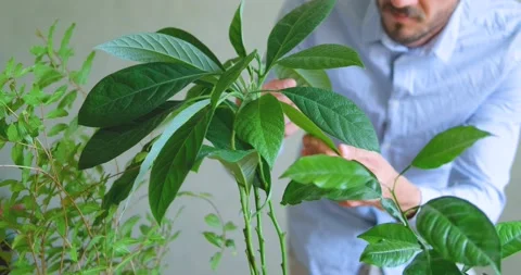 Close up of wtering  house plants Stock Footage 155105871