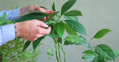 Close up of wtering  house plants Stock Footage 155105874