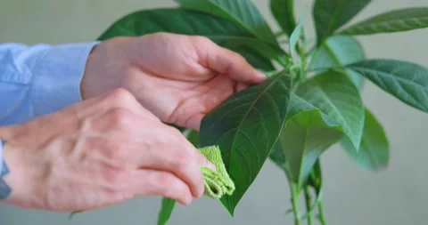 Close up of wtering  house plants Stock Footage 155105930