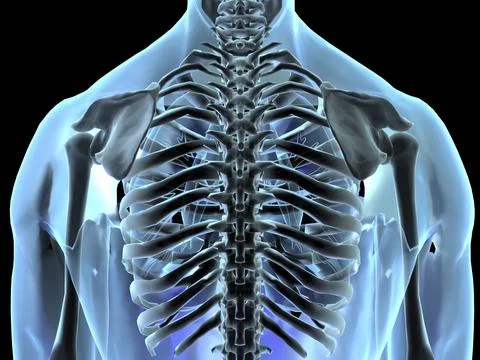 Close-up of an x-ray of human ribs Stock Illustration