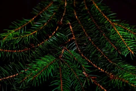 Close-up Xmas tree shape made of snowy fir branch. Texture spruce branches. S Stock Photos