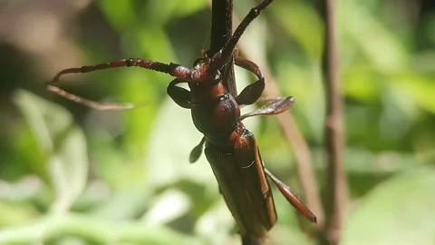 Close Up Xystrocera Walking On The Small Twig. Vídeo Stock 167782939