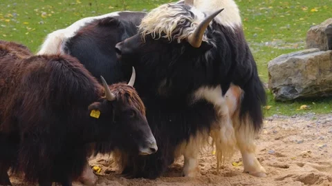 Close up Yak Video stock 252744823