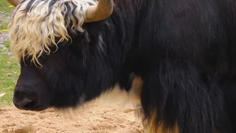 Close up Yak Video stock 252744872