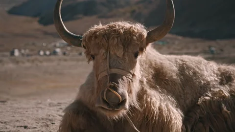 Close-Up of Yak Resting in Sunlight Stock Footage 308989369