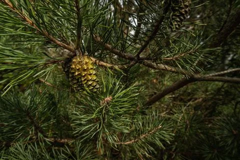 Close up at yang cone surrounded by long needles of black pine Stock Photos
