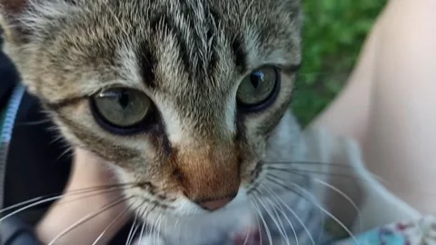 Close-up yard short-haired cat rubs hand, pokes in the face, girl strokes a gray Stock Footage 135359380