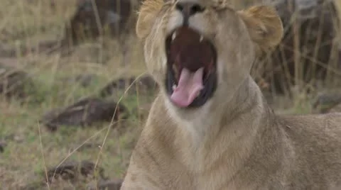 Close-up yawing lion Stock Footage 12649272