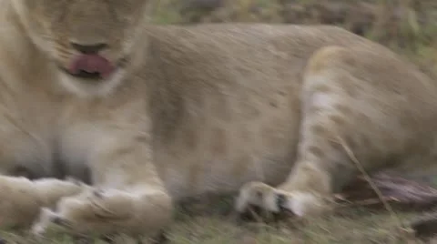 Close-up yawing lion Stock Footage 12649278