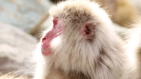 Close-up of a Yawning Macaque Video stock 332456214