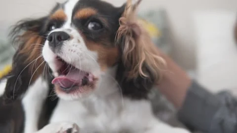Close-up of the yawning muzzle of a funny puppy of the Kings Charles Spaniel Stock Footage 309243186