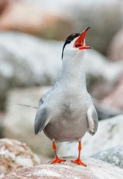 Close up Yelling The Common Tern (Sterna hirundo). The Common Tern (Sterna hi Stock Photos