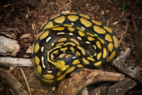 Close up of a yellow anaconda snake Foto stock