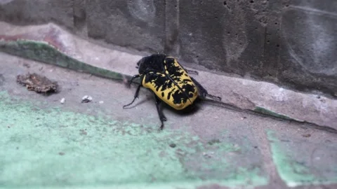 Close-up of a yellow and black beetle on the ceramic floor of a house in the Stock Footage 166596449