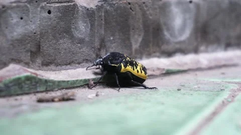 Close-up of a yellow and black beetle moving its paw on the ceramic floor of a Stock Footage 166596454