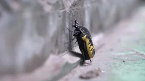 Close-up of a yellow and black beetle trying to climb a concrete wall with its 库存影片 166596592