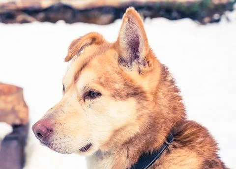 Close up of a yellow and orange Alaskan husky sled dog resting in the kennel. Stock Photos