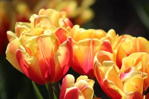 Close up of yellow and red Spring tulips Stock Photos
