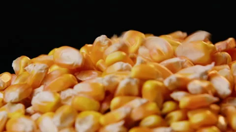 Close-up of Yellow and White Corn Kernels Pouring onto Black Background 库存影片 334829857