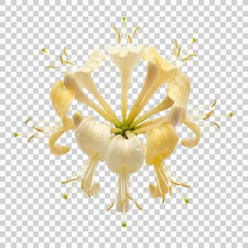 Close up of yellow and white honeysuckle flowers water droplets transparent. Stock-Fotos