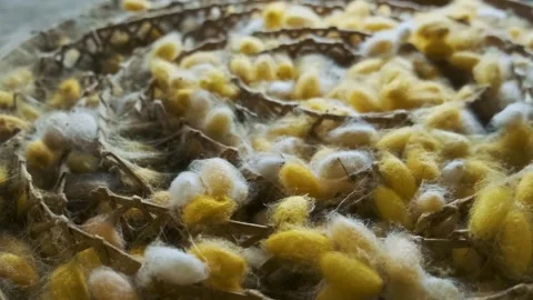 Close up of yellow and white silkworm cocoons in traditional bamboo tray at silk Stock Footage 315851421