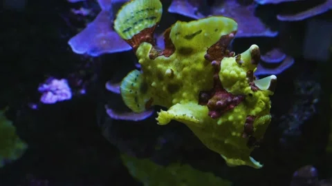 Close up of Yellow Anglerfish Stock Footage 140895479