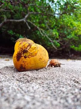 Close-up of a yellow apple with a small bug on a concrete surface Stock Photos