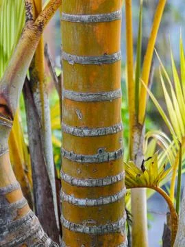 Close Up of Yellow Areca Palm Tree Trunk with Rings and Texture Stock Photos