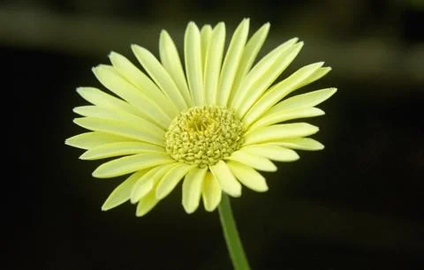 Close up of yellow aster Stock Photos