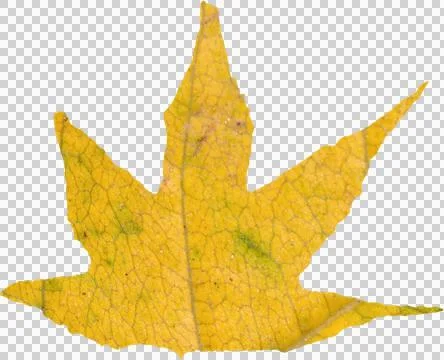 Close-up of yellow autumn leaf Stock Illustration