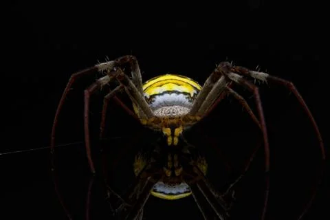 Close Up Of Yellow Backed Spider Stock Photos