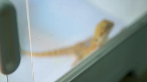 A close up of a yellow bearded dragon behind a window glass Stock Footage 96226113