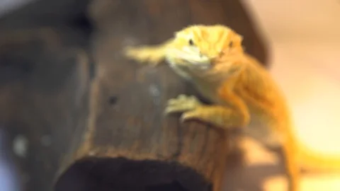 A close up of a yellow bearded dragon resting on a brown piece of wood Stock Footage 96226142